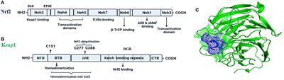 A Perspective on Nrf2 Signaling Pathway for Neuroinflammation: A Potential Therapeutic Target in Alzheimer's and Parkinson's Diseases